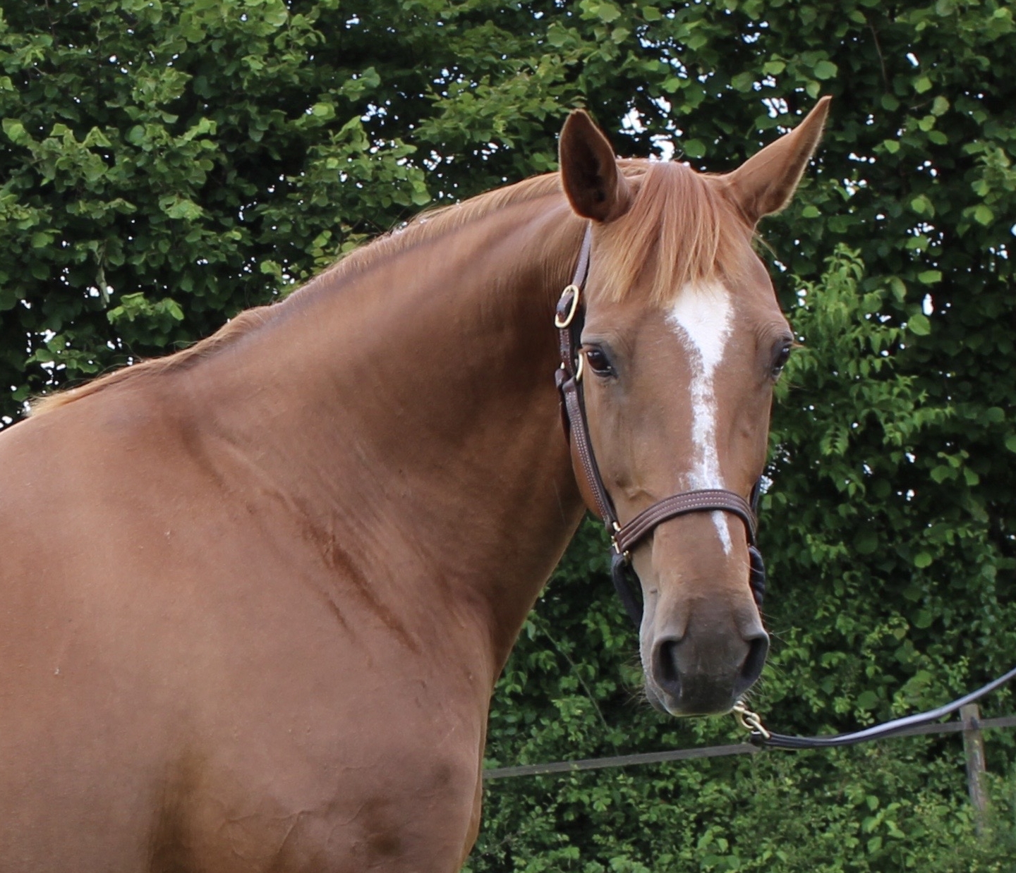 Chevaux Vendre