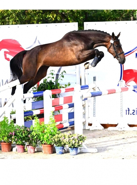 Maléfique de Masca, 8e Championnat des Femelles de 2 ans à Fontainebleau, avec la moyenne de 17,2/20 dont  17,13/20 au saut en liberté et  18/20 au chic