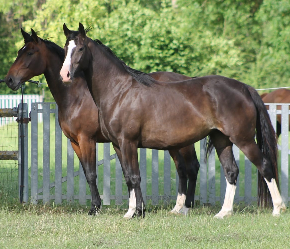 Cheval noir outlet pangaré